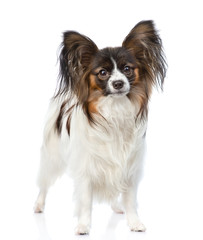 Papillon puppy standing in front view. isolated on white background