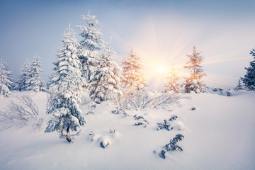 Bright morning scene in the mountain forest.