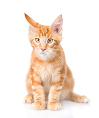 Red maine coon cat sitting in front view. isolated on white 
