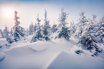 Bright morning scene in the mountain forest.