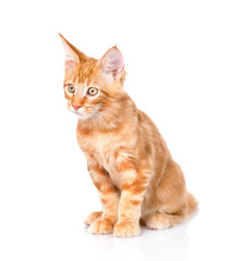 Small maine coon cat. isolated on white background