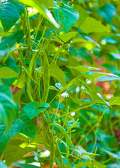 The rows of young beans growing in the greenhouse