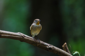 Red-throated Flycatcher on the branches
