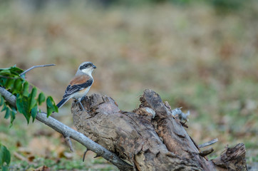 Bay-backed Shrike Bird perching on a branch