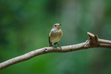 Red-throated Flycatcher on the branches