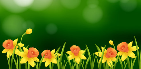 Background design with yellow flowers in garden