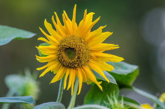 Close up of sun flower