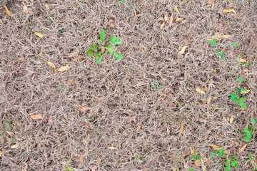 Falling dry brown leaves on dry grass with soil and cement floor in Autumn