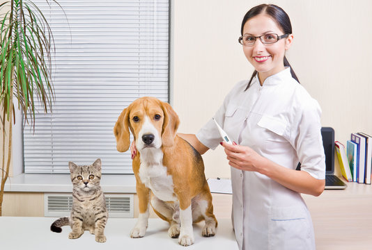 Veterinarian, beagle dog and kitten