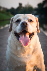 Labrador retriever smile