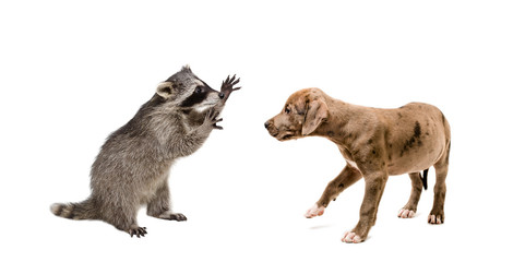 Playful raccoon and a curious pit bull puppy
