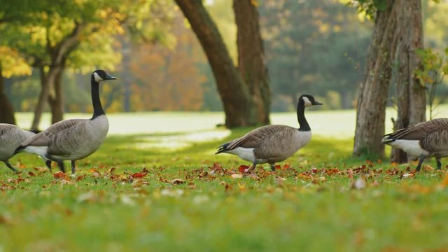 Canada Geese fun to go one by one long line. On a green meadow on a clear fall day just before sunset