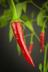 Close Up Red chili peppers on the tree. Domestic cultivation extra hot chilli burn. Growing chili peppers. Spicy seasoning food. Healthy spices.
