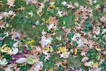 Falling dry brown leaves on dry grass with soil and cement floor in Autumn