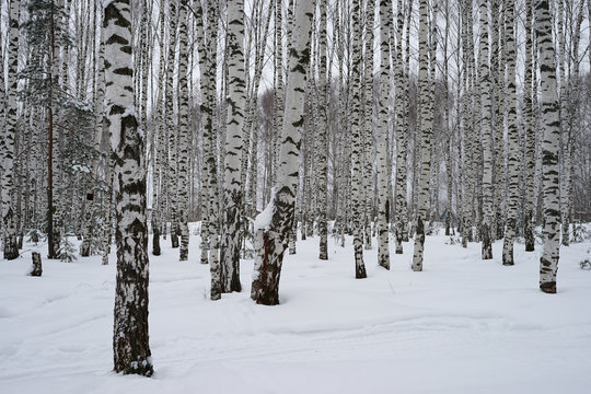 Fototapeta forest