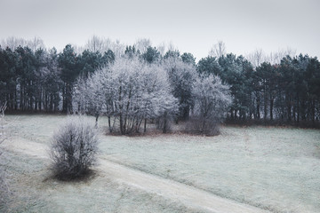 trees on a hill covered with frost