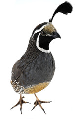 male California Quail