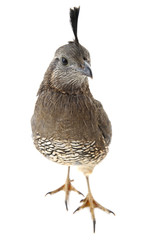  Female California Quail