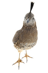  Female California Quail