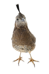  Female California Quail