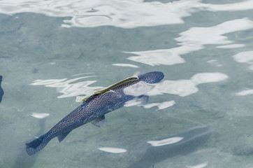 fisch im teich