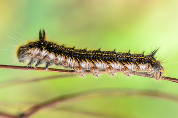 Hairy caterpillar of butterfly silkworm