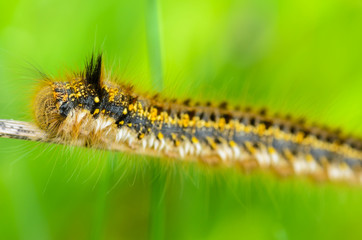 Hairy caterpillar of butterfly silkworm