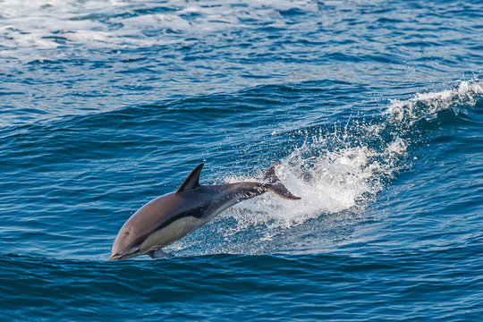 Dolphin jumping outside the sea