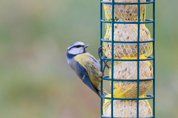 blue tit