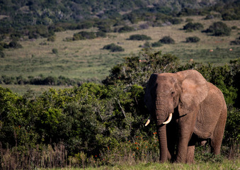 Elephant walking out the bush