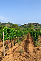 Fototapeta na wymiar View of a beautiful and green summer vineyard newly plowed, with the unripe grapes