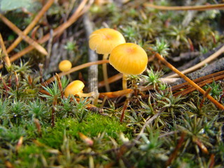 Mushroom toadstool macro