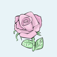 Rose, flower picture, pink