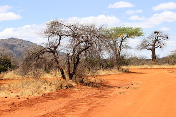 Straße im Tsavo West Nationalpark,  Kenia