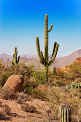 Fototapeta na wymiar Saguaro, ocotillo and the mountains of the Tonto National Forest, Arizona