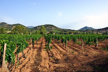 Fototapeta na wymiar View of a beautiful and green summer vineyard newly plowed, with the unripe grapes