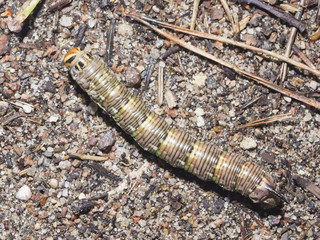 Pine hawk-moth, Sphinx pinastri, caterpillar on ground, macro, selective focus, shallow DOF