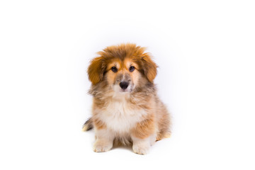 Fototapeta premium corgi fluffy puppy portrait