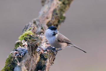 Fototapeta premium willow tit