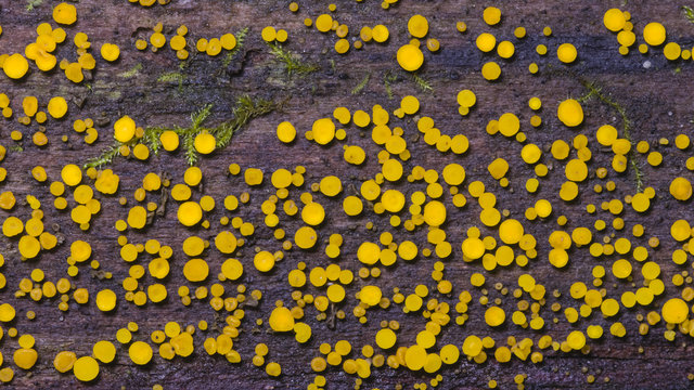 Very small fungus yellow fairy cups or lemon discos, Bisporella citrina, on old wet wood macro texture, selective focus.