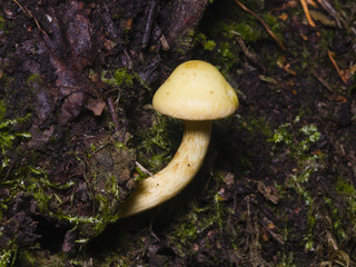 Sulphur Tuft, Hypholoma fasciculare, growing on old wood macro, selective focus, shallow DOF