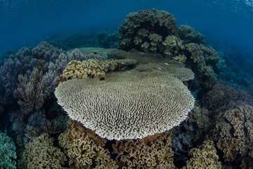 Naklejka na ściany i meble Healthy Corals in Melanesia