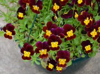 FLOWERS, NORWAY, SCANDINAVIA, EUROPE