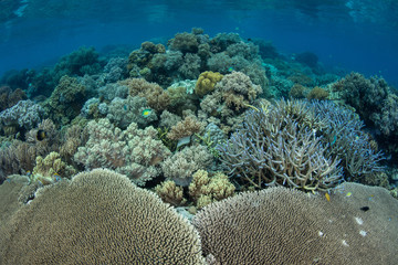 Naklejka na ściany i meble Beautiful and Healthy Corals in Solomon Islands