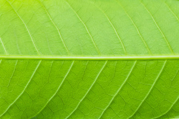 Fototapeta na wymiar Abstract leaf texture for background