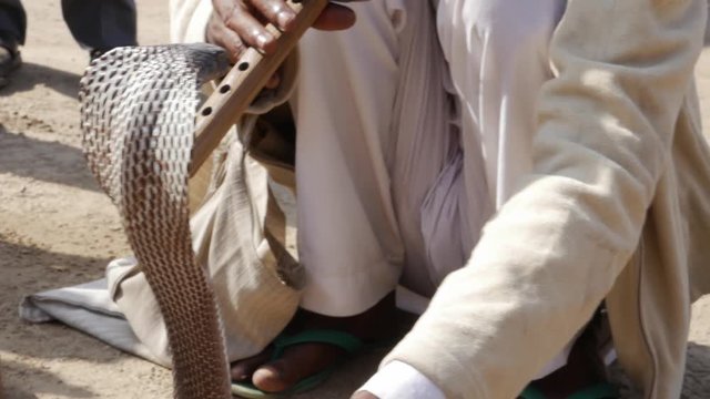 Indian Snake Charmer playing a musical instrument 