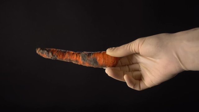 Spoiled Rotten carrot held in the hand on a black background