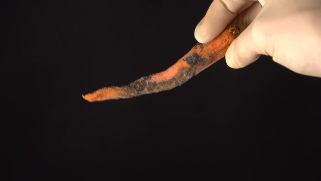 Spoiled Rotten carrot held in the hand on a black background