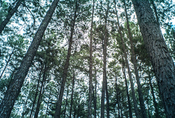 asian pine wood forest in winter and sun flare