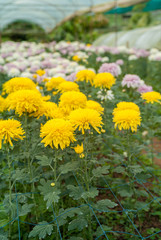 yellow flower in plant garden